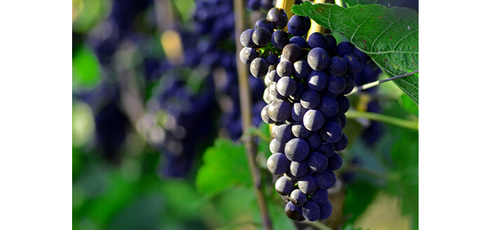 醸造酒はワインやリンゴ酒、ビール、発泡酒、日本酒などが含まれます。